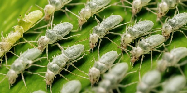 Co na mszyce: Skuteczne i naturalne metody ochrony roślin w domu i ogrodzie