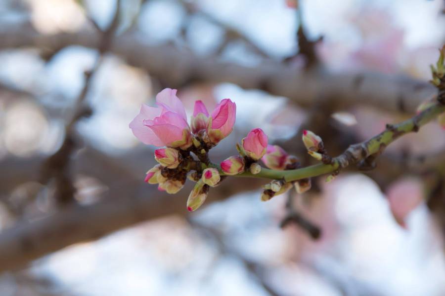 Jak zabezpieczyć magnolię na zimę aby przetrwała mrozy?