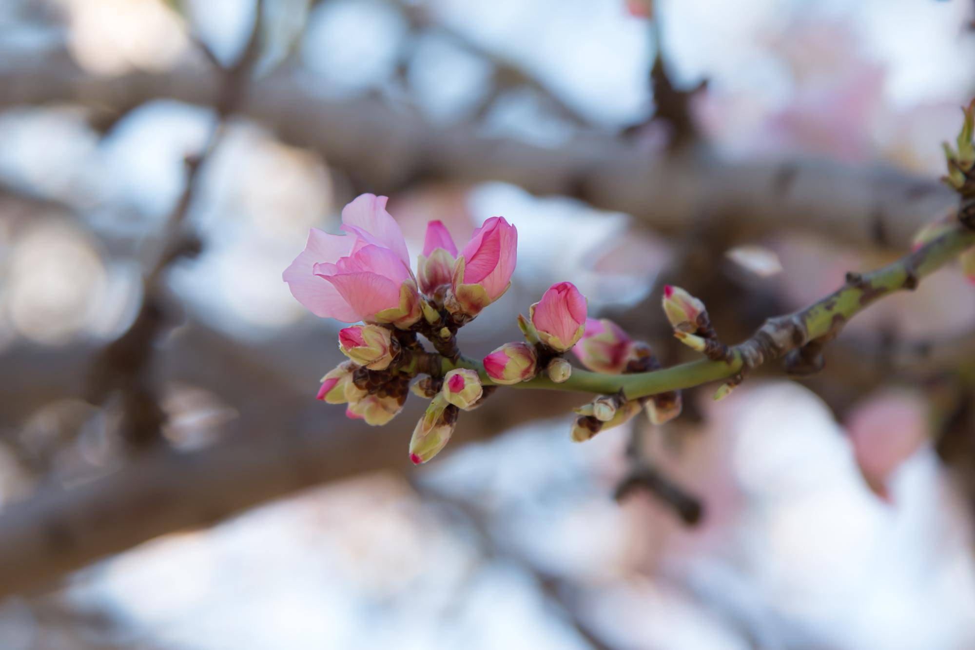 Jak zabezpieczyć magnolię na zimę aby przetrwała mrozy?