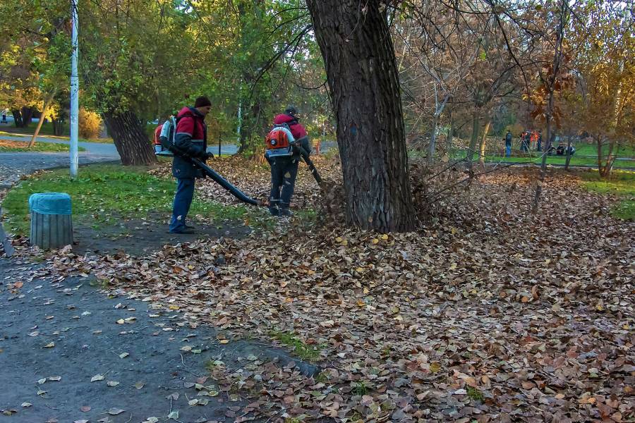 Kto sprząta liście z drzewa sąsiada i jakie są zasady odpowiedzialności?