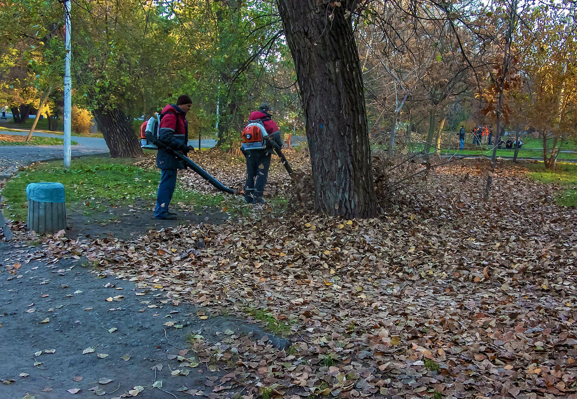 Kto sprząta liście z drzewa sąsiada i jakie są zasady odpowiedzialności?